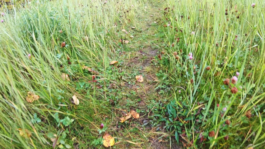 Slow motion of Point of view walking on meadow in autumn forest at national park