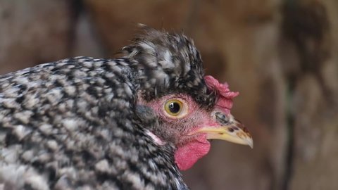 Close up of chicken outdoors. Portrait of a chicken closed on the farm.