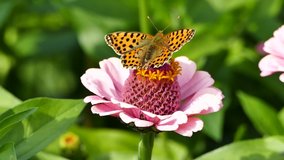The Queen of Spain fritillary (Issoria lathonia) is a butterfly of the family Nymphalidae, video footage
