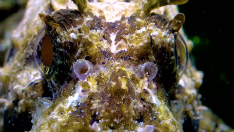 European black scorpionfish (Scorpaena porcus), Poisonous dangerous fish. 