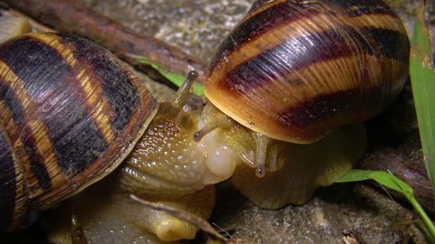 (Helix pomatia) Mating big grape snail at night
