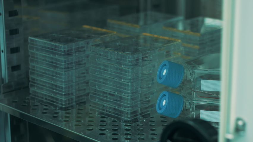 Close-up shot of a cooling incubator inside with cell culture plates and cell culture flasks. Gloved hand taking out cell culture flask with samples and closing a safety door. Royalty-Free Stock Footage #1082649787