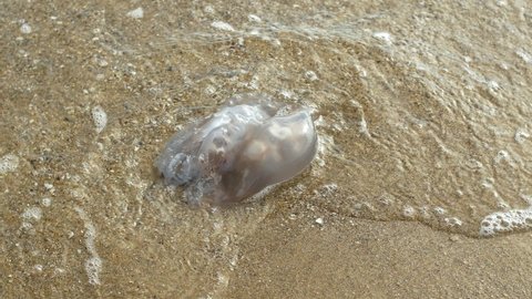 Jellyfish on the beach. 4K video close-up of a dead jellyfish near the water.