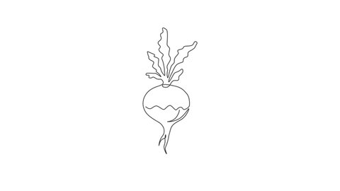 Animated self drawing of one continuous line draw whole healthy organic white turnip for farm logo identity. Fresh plant concept for root vegetable icon. Full length single line animation illustration