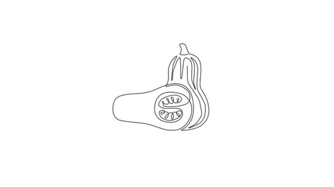 Animated self drawing of single continuous line draw whole and sliced healthy organic butternut pumpkin for farm logo identity.Winter squash concept for vegetable icon. Full length one line animation.