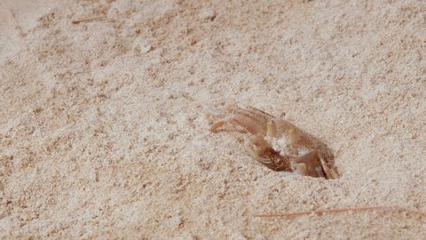 ghost crab live on sandy beaches and burrows in the sand and habit of being very careful, very cautious and ghost crab will catch small insects to eat.