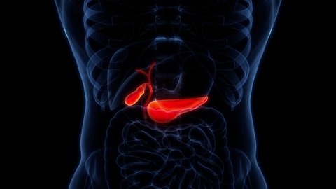 Human Internal Organs Pancreas with Gallbladder Anatomy Animation Concept. 3D