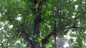 Fresh cold wet and slippery tropical green plant tree leaf surface falling heavy rain and swaying by strong wind in outdoor garden in cloudy day and rainy season. Real time raw video file