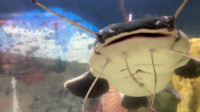 Fish red-tailed catfish with long whiskers swims in an aquarium, catfish close-up in a home aquarium