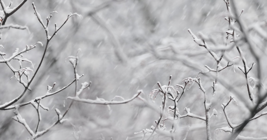 Tree branches on the background of snowfall. Flakes of snow falling down winter landscape. | Shutterstock HD Video #1082666965