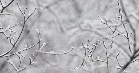 Tree branches on the background of snowfall. Flakes of snow falling down winter landscape.