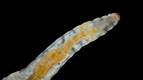 Oligochaeta worm under the microscope, class Clitellata, Phylum Annelida. Sample found in the Barents Sea