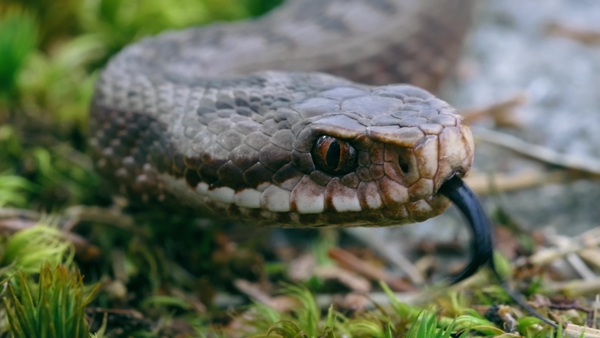 Common European adder viper (Vipera berus) sticking out tongue and smelling Royalty-Free Stock Footage #1082668987