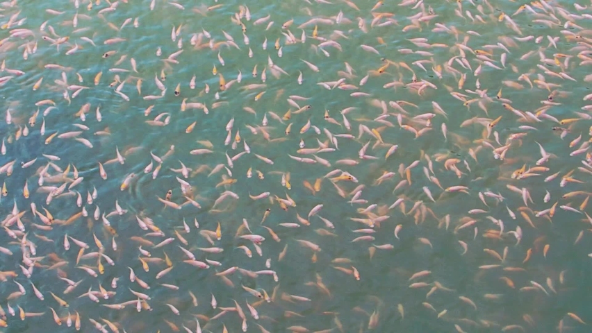 Red tilapia fish swimming in nursery aquaculture farm in Asia Royalty-Free Stock Footage #1082669509