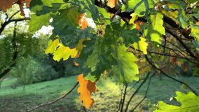 Oak branch with yellowed and still green leaves. For video presentation, advertising, background.