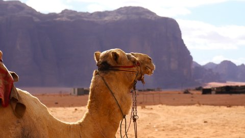 Camel in the Desert, Wadi Rum, Jordan
