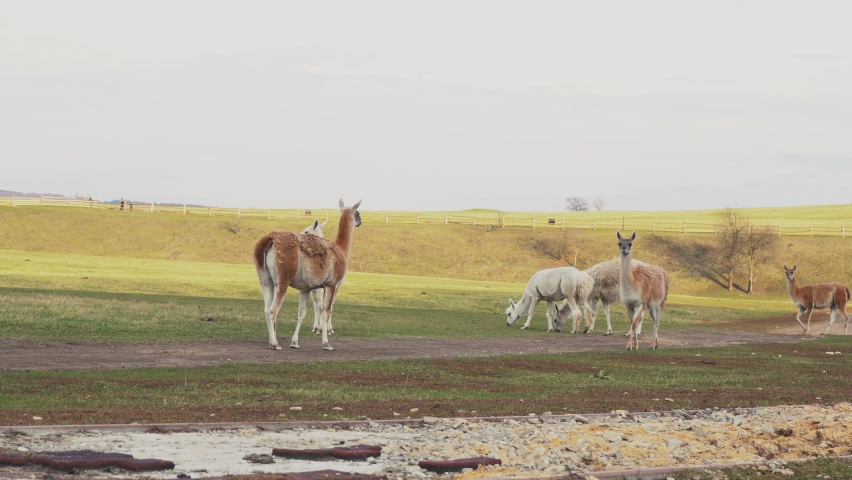 a flock of alpacas are walking in the field