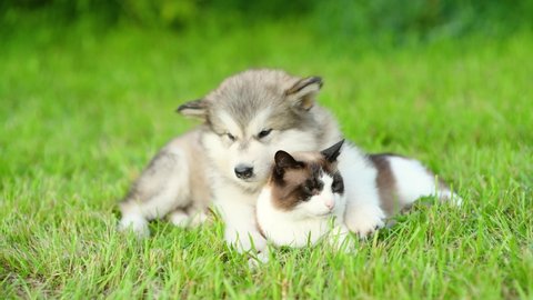 Friendly Alalskan malamute puppy hugs Siamese cat on green summer grass