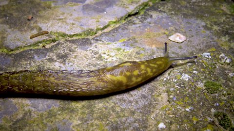 A large slug crawls on the ground at night