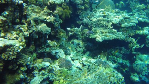 Porcupinefish or Spotted Porcupine Fish (Diodon hystrix) in the red sea slow mo