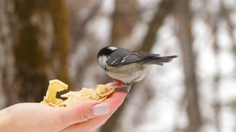 Bird titmouse eats from human hand, close-up. People feed the birds in the winter in the forest. Bird protection and cold season relief concept