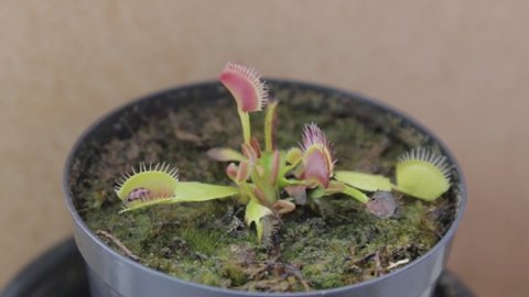 Dionaea young carnivorous plant with little agility to capture insects. ladybug insect narrowly escapes