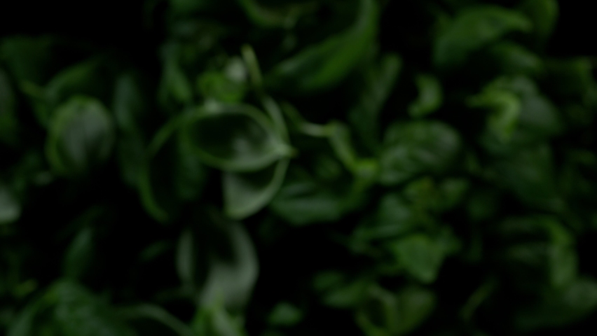 Fresh green basil leaves explosion on a black background. Filmed on high speed cinematic camera at 1000 fps. | Shutterstock HD Video #1082696863