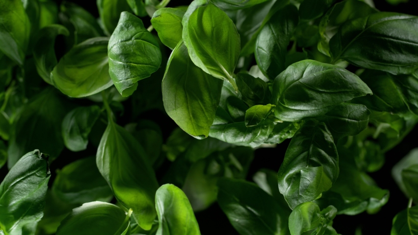 Fresh green basil leaves explosion on a black background. Filmed on high speed cinematic camera at 1000 fps. Royalty-Free Stock Footage #1082696863