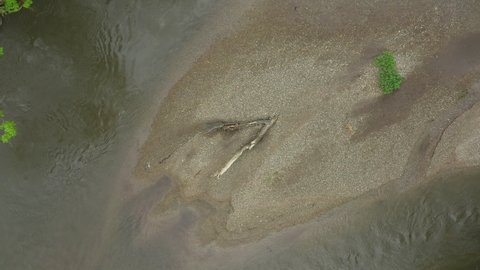 Floodplain river sandy sand alluvium meanders delta drone aerial video shot inland forest lowlands wetland swamp quadcopter view flying fly flight show, protected landscape area Litovelske Pomoravi