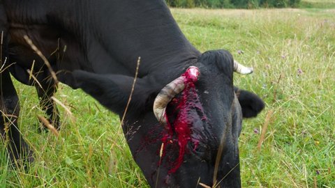Slow Motion Bloody black cow with broken horn at meadow