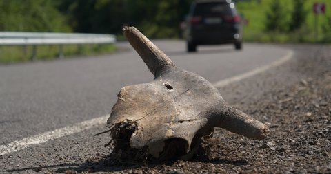 Big cow skull lies on the highway, cars drivеs on the road. Cinema 4K 60fps video with sound