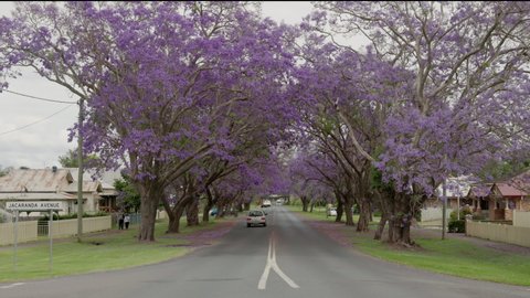 a sign at the section of pound street known as jacaranda avenue with jacaranda trees in flower at grafton in nsw, australia