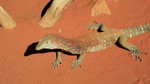 top view of Perentie, Varanus giganteus, the largest monitor lizard or goanna native to Australia, and fourth-largest living lizard on earth. Desert Park at Alice Springs, Northern Territory.