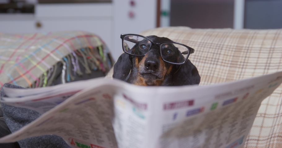 Funny dachshund dog with glasses is sitting in cozy chair wrapped in warm blankets, reading newspaper like real retired old man, close up, front view. | Shutterstock HD Video #1082700907