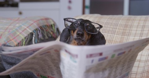 Funny dachshund dog with glasses is sitting in cozy chair wrapped in warm blankets, reading newspaper like real retired old man, close up, front view.
