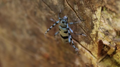 Alpine Longhorn Beetle, Rosalia Alpina longicorn in a forest in Hungary. Insect macro in the wood, crawling