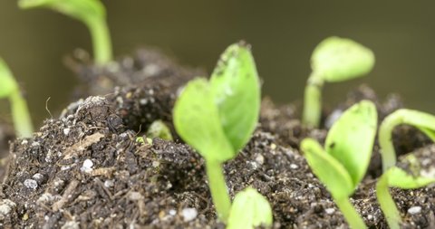 Fresh cucumber growing macro time-lapse. Closeup of germination and growth of tiny leaves. Healthy vegan food concept. Motorised panoramic movement. On natural background.