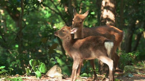 Mother and baby deer Yakushima Japan