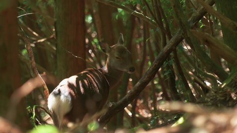 Yakushima deer in the forest Japan