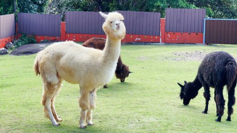 A beautiful white and black alpaca on a farm with dwarf horses walking in the background on the grass during the day.