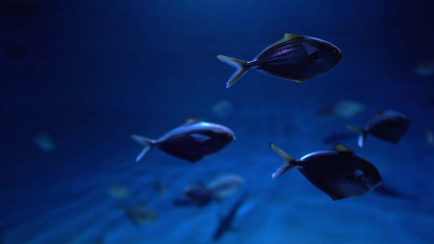 Underwater World fish swimming in aquarium