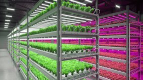 Hydroponic indoor vegetable plant factory with led lightning in exhibition space warehouse. Interior of the farm hydroponics. Green salad farm. Lettuce Roman. Concrete floor. 3D render. 4K video	