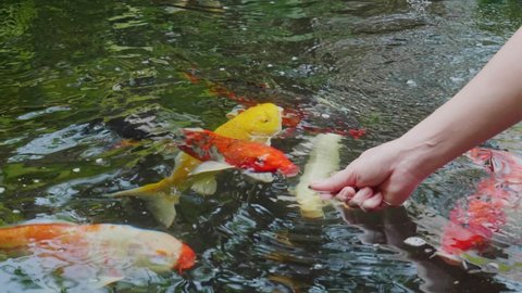 Feed the japan koi or fancy crap with your bare hands. Fish tamed to the farmer. An outdoor koi fancy fish pond for beauty. Popular pets for Asian people relaxation and feng shui meaning good luck. 