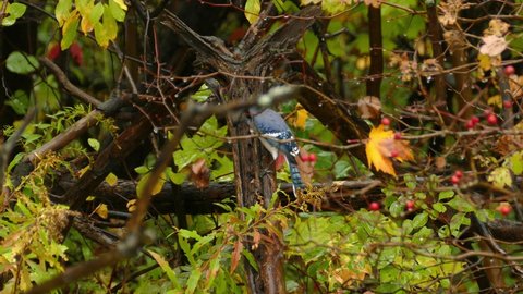 Camera capturing a bluish grey bird looking for insects on the tree trunk on a rainy day. 