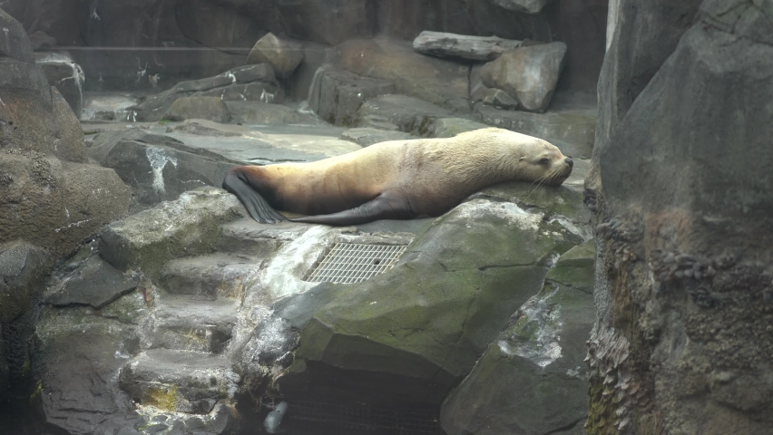seal laying down on rocks