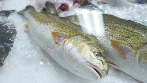 Farm raised redfish in seafood market display case, Whole redfish selection at fishmonger, slider HD