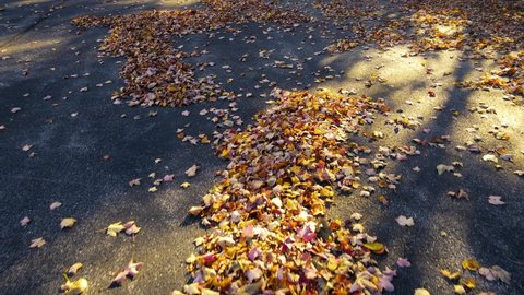 Autumn fallen leaves softly blowing and rustling across the ground.