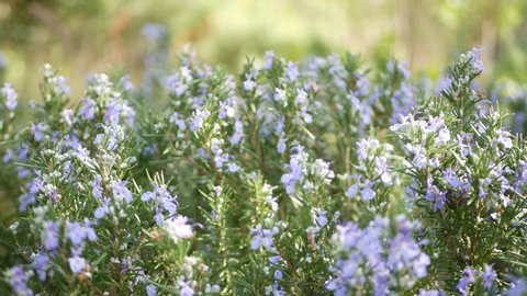 Rosemary salvia herb in garden, California USA. Springtime meadow romantic atmosphere, morning wind, delicate pure greenery of aromatic sage. Spring fresh garden or lea in soft focus. Flowers blossom.