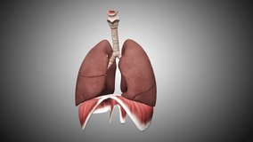 Learn about Human Respiratory System Lungs Anatomy 3D Animation Video