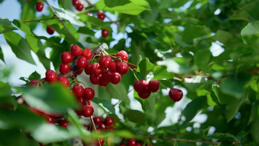 Red berry green leaf branch tree closeup. Sour sweet tasty cherry bunch riping juicy harvest in farm orchard close up. Bright polish fruit blushing in deciduous landscape. Countryside raw delicious.